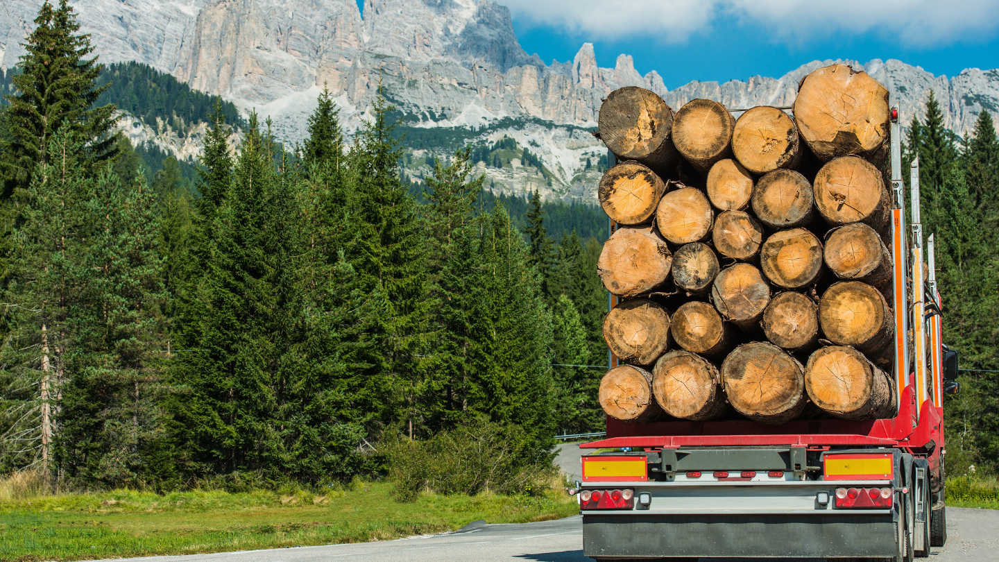 Christmas Tree Delivery Biz