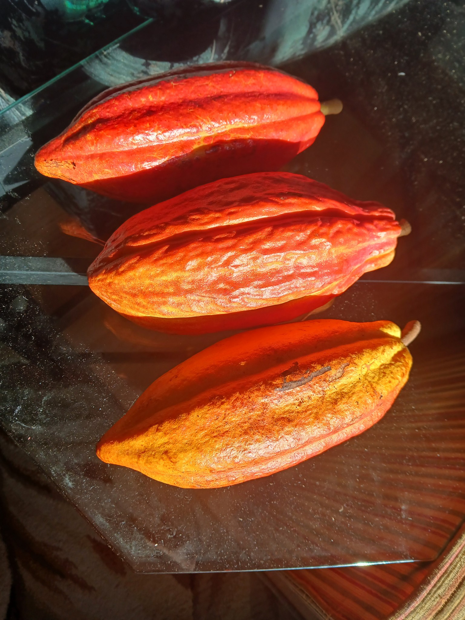 3 Cacao Pods
