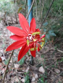 Previously a botanical garden