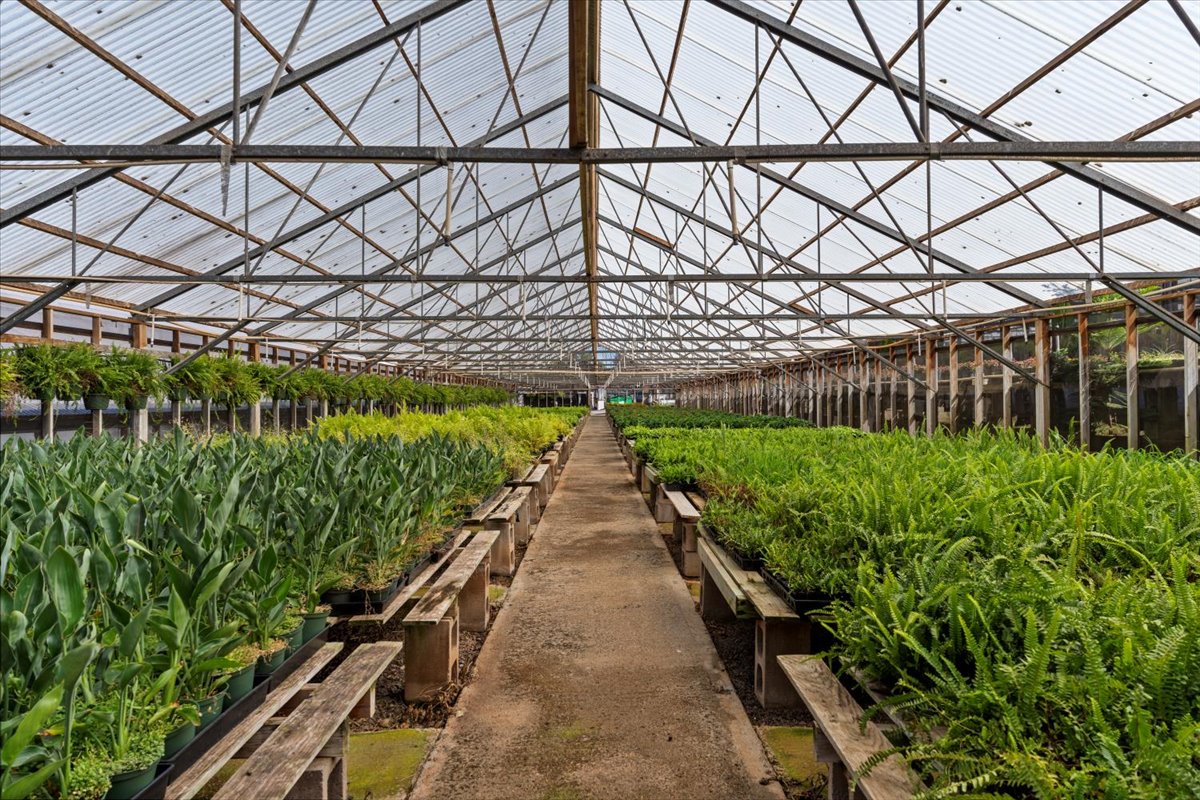 Green House 1