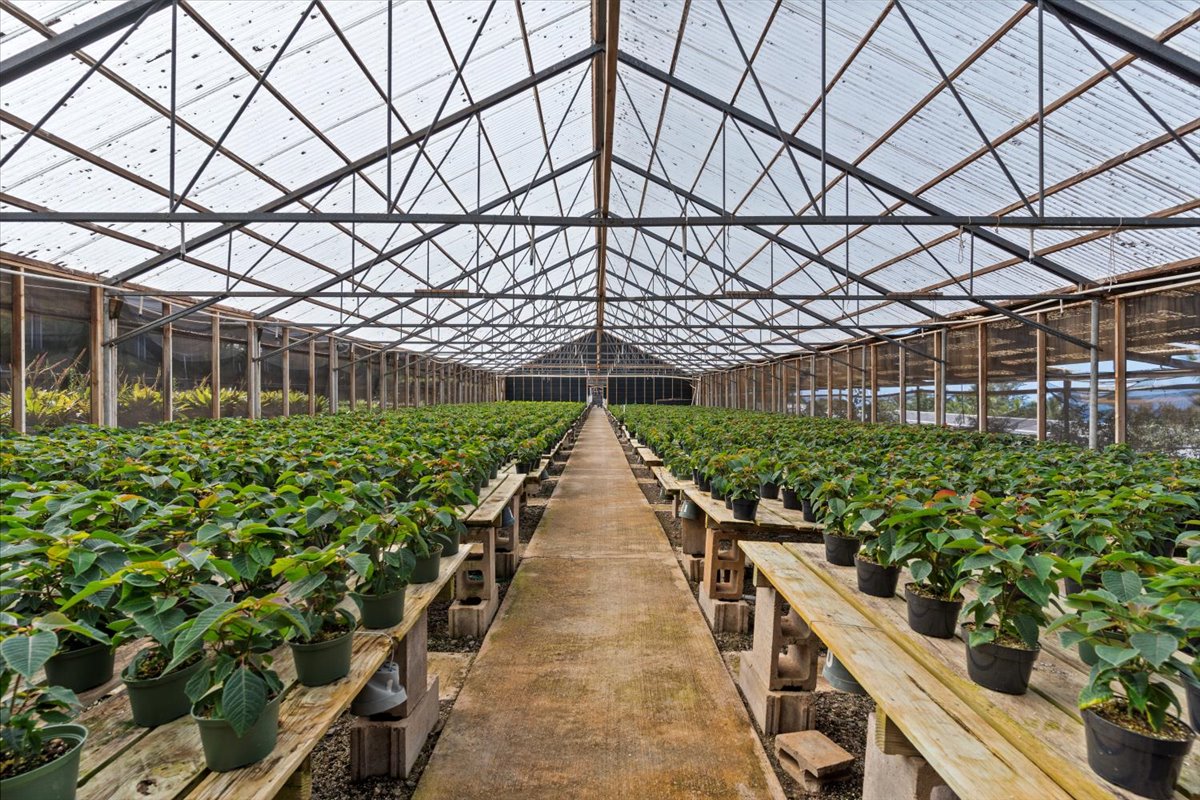 Green House 2