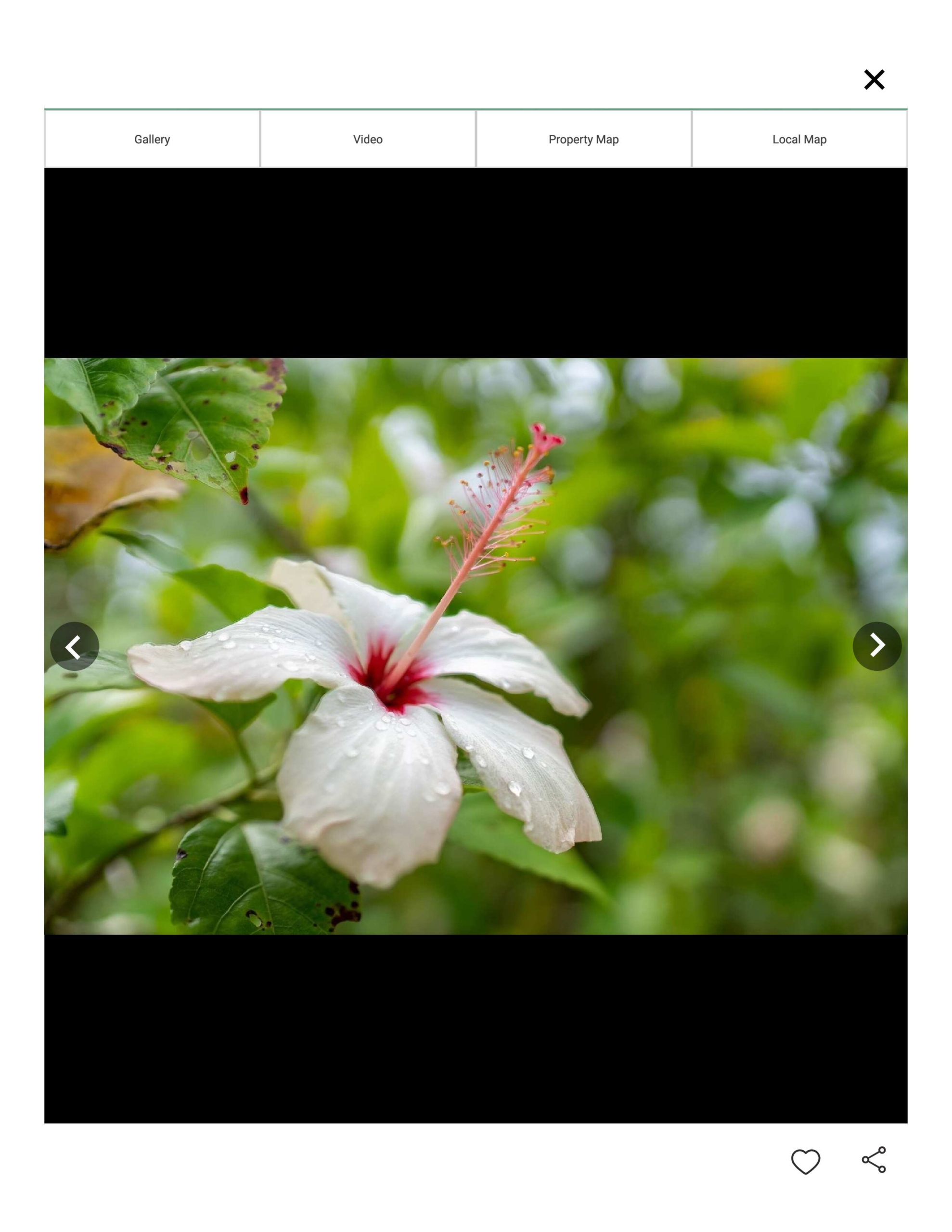 Orchid 1