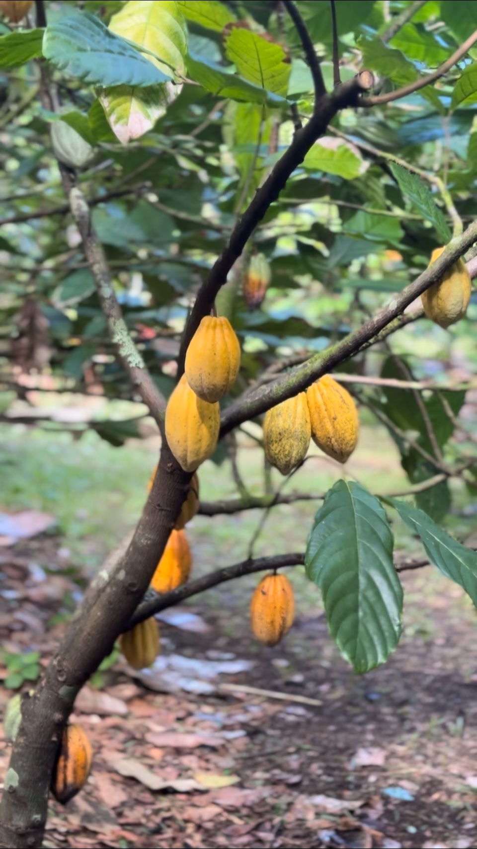 Pods 1